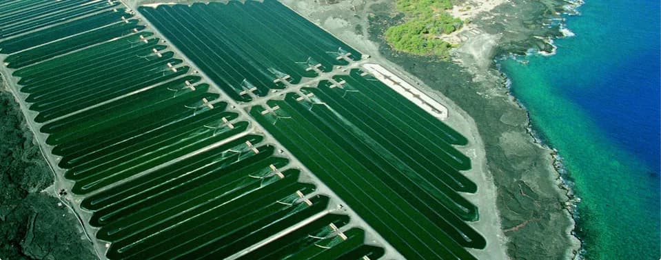 Czy spirulina odchudza? Prawda o jej skuteczności w odchudzaniu